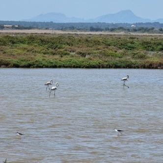 S'Albufera de Mallorca