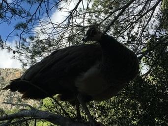 Tramuntana Mountains