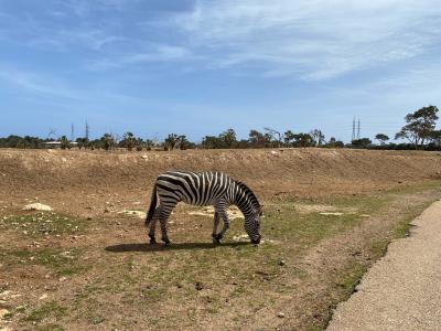 Safari Zoo Mallorca