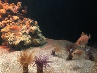Palma Aquarium