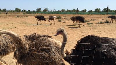 Mallorca Ostrich Farm