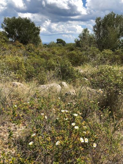 Parc Natural de Mondragó