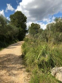 Cales de Mallorca