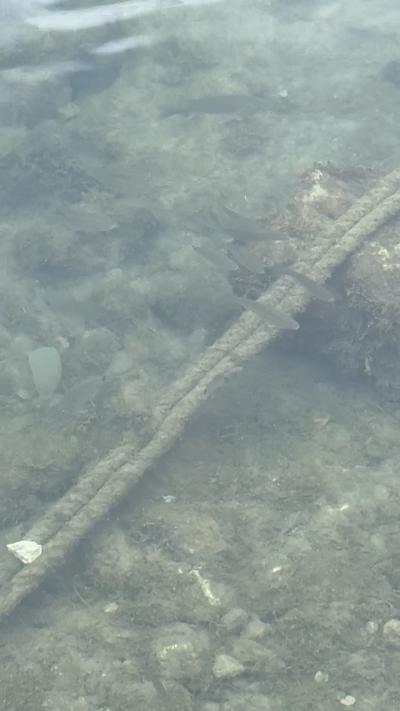 Mallorca image