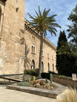Palma