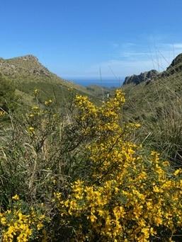 Serra de Tramuntana