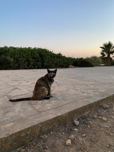 Colònia de Sant Jordi