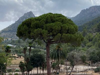 Mallorca image
