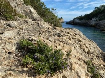 Cales de Mallorca
